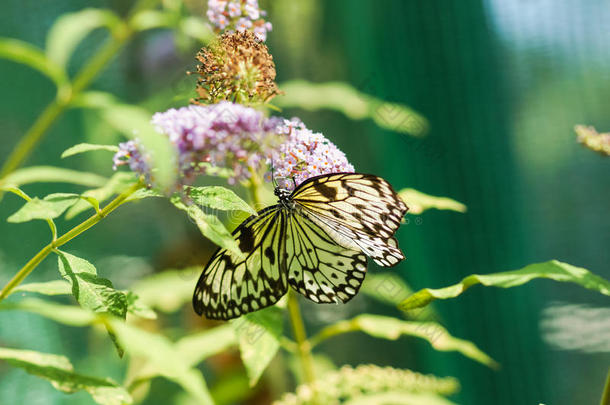每日热带蝴蝶想法白色<strong>宣纸</strong>或木若虫拿铁。 大卫的花束上的想法，或可变的拉特