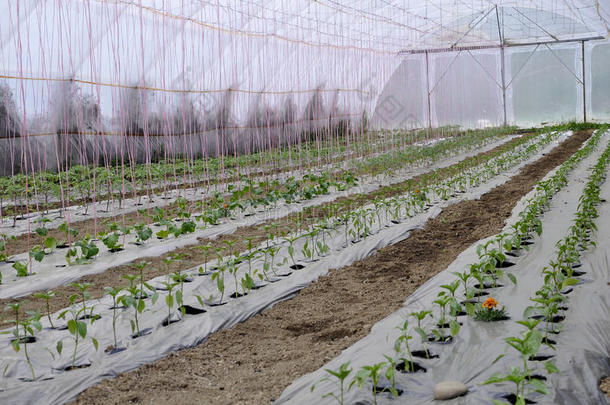 带有塑料薄膜的温室，可培育早期西红柿、辣椒和其他蔬菜幼苗