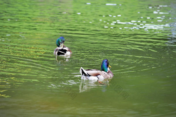 鸭子漂浮在湖里
