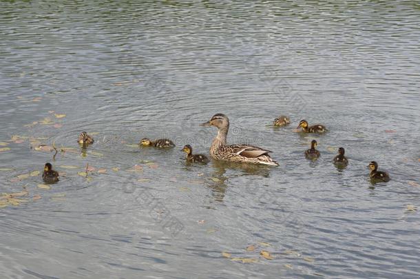 池塘上有小鸭子的鸭子
