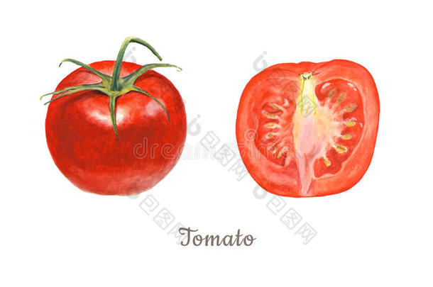 植物水彩插图的<strong>整体</strong>和切割番茄在白色背景