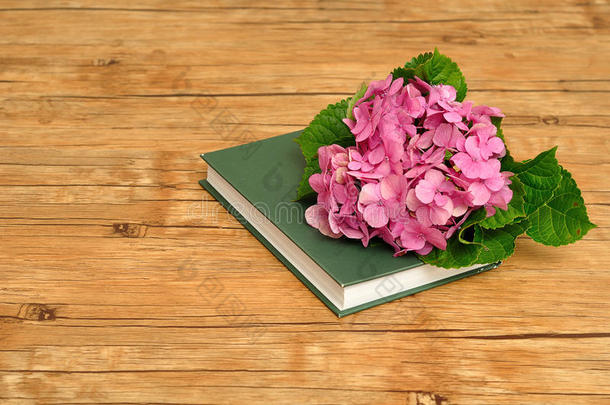 绿色故事书上的粉红色绣球花