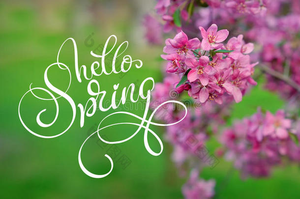 盛开的苹果树背景上的绿草和文字你好春天。 书法刻字