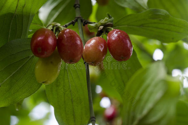 山茱萸科山茱萸(Cornelian樱桃，欧洲山茱萸或茱萸)鲜红色浆果的山茱萸或茱萸