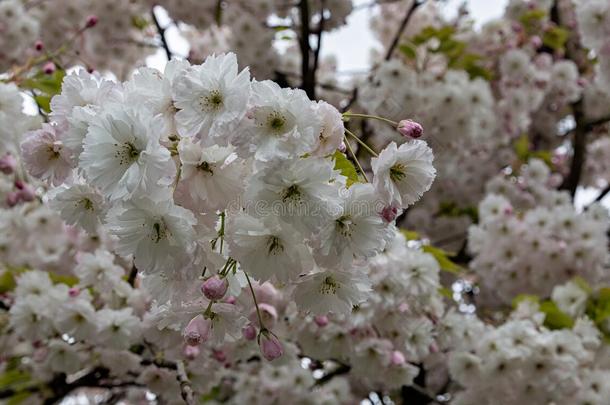 樱花树，自然和春天的背景。