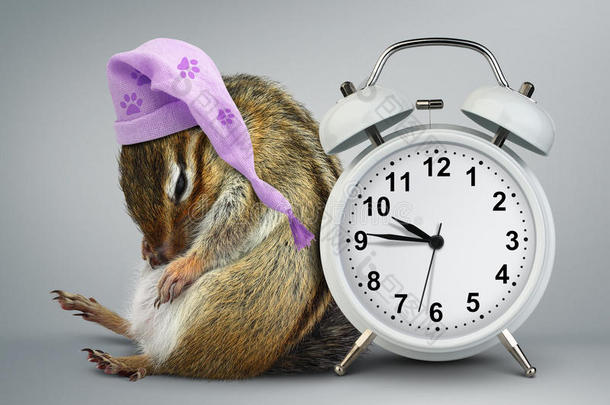 有趣的动物花栗鼠醒来与时钟和睡觉的帽子
