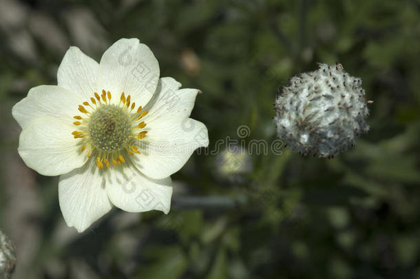 白银莲花