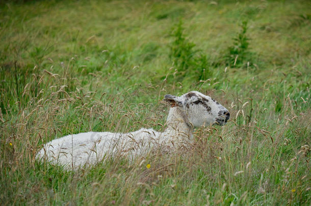 一只羊在草地上休息