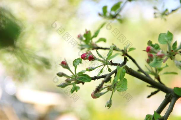 樱花。 春天的花朵背景。 开花树。 暑期打印。 弹簧打印。 樱桃花。 樱桃树枝