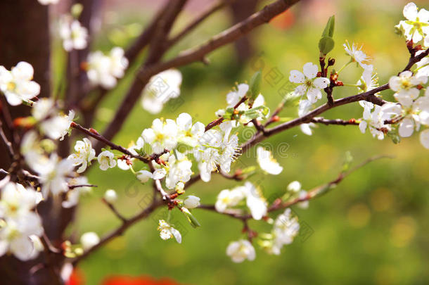 樱花。 春天的花朵背景。 开花树。 暑期打印。 弹簧打印。 樱桃花。 樱桃树枝