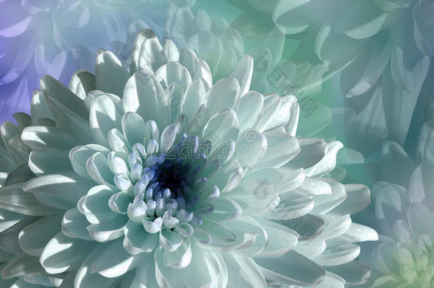 蓝色绿松石背景上的花。 白蓝花菊花。 花拼贴。 花的组成