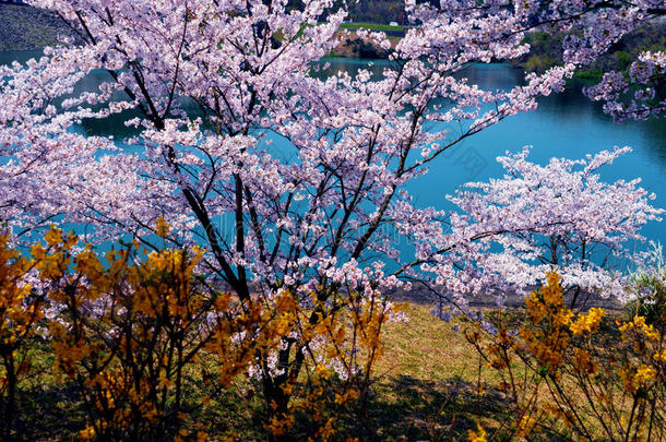 坝湖樱花/日本春天