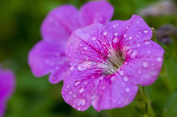 花露水