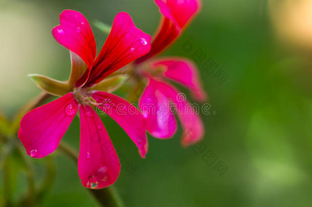 花露水