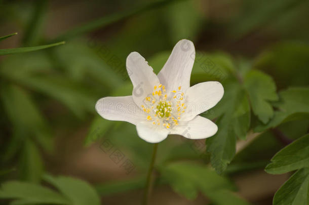 白银莲花