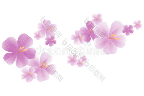 在白色背景上分离出的浅紫色花。 苹果树的花。 樱花。 矢量EPS10CMYK