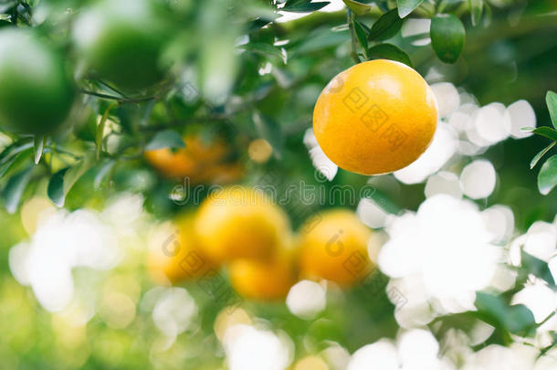 树上的鲜橙