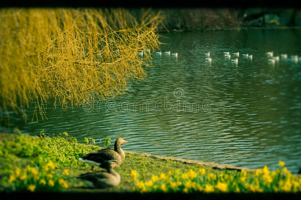 伦敦圣詹姆斯`公园的鸭子