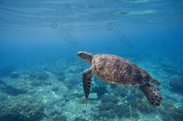 蓝色海洋中的绿色海龟。 可爱的海洋动物在野生自然特写照片