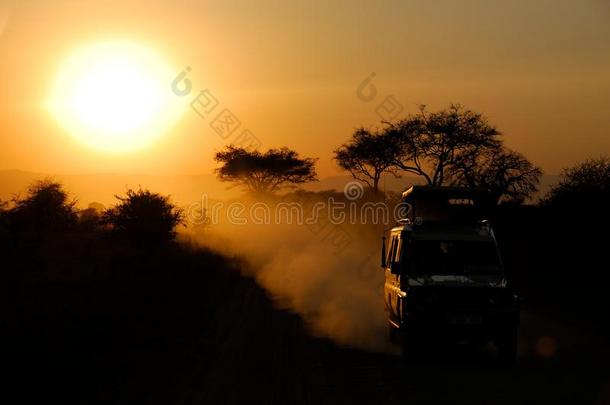 日落时的相思树和越野车辆，坦桑尼亚塔朗吉尔国家公园