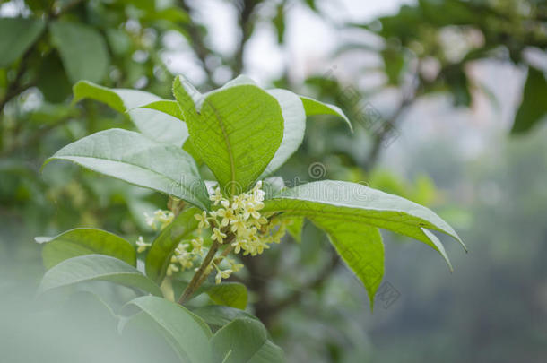 芳香芳香的八月米色开花