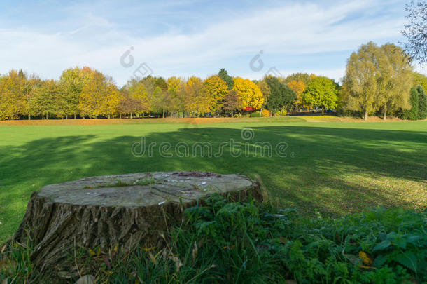 一个当地的公园，蓝天白云，秋天，前景中的树干被剪掉