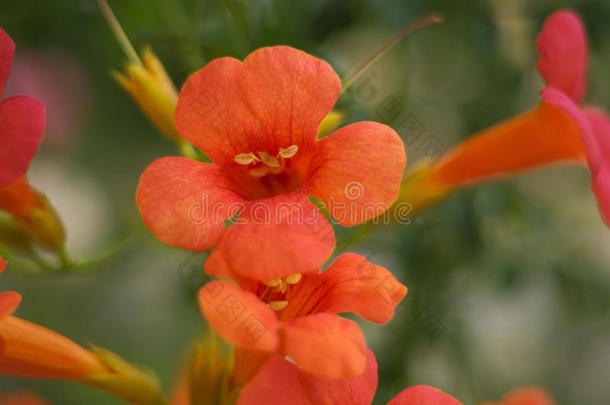 花，橙色的钟花。 美丽的春天背景与坎帕努拉花束。 春天森林里的花-特写