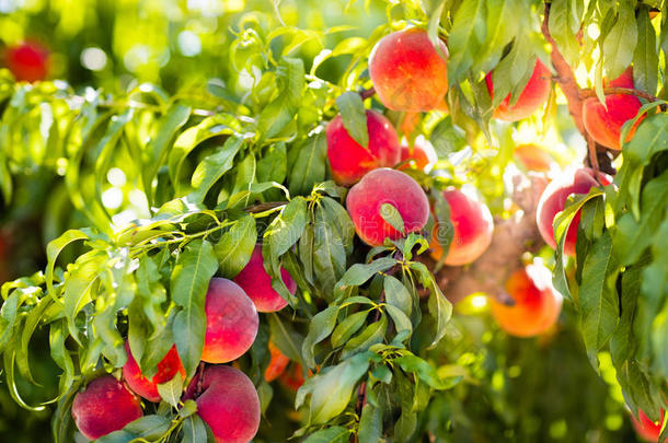夏季果园树上新鲜成熟的桃子