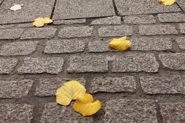 把躺在地板街道上的<strong>黄色枯树</strong>叶子关上