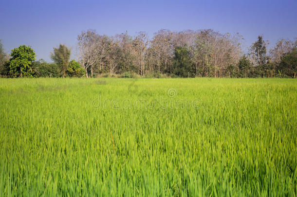 绿色的大米与蓝天相伴
