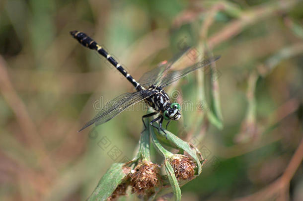 蜻蜓Onychogomphusforcipatus<strong>简介</strong>