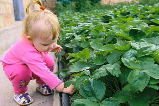 孩子在摘草莓。 孩子们在有机草莓农场采摘新鲜水果。