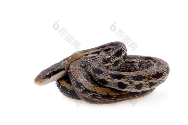 美丽的老鼠蛇，正交体，白色的