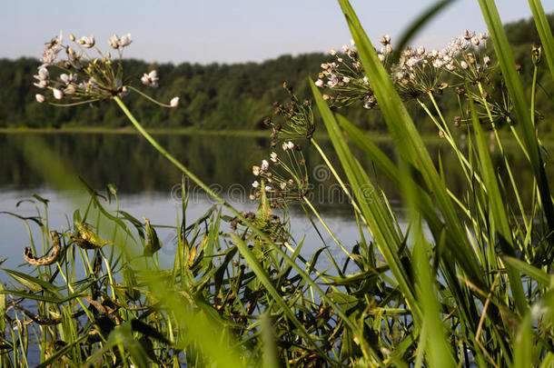 绿色自然与湖泊和蓝天为自然背景设计