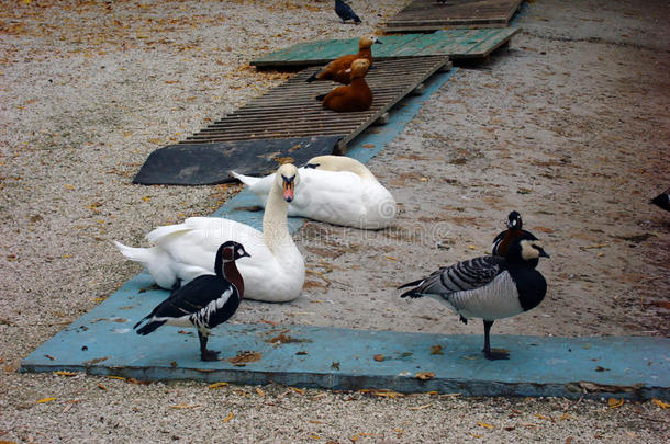 鸟类：天鹅和生锈的白胸鹅和红胸鹅在城市的沥青表面