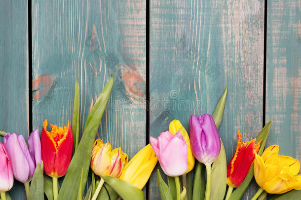 五颜六色的春天郁金香花在绿色的木制背景上作为贺卡，有自由的空间