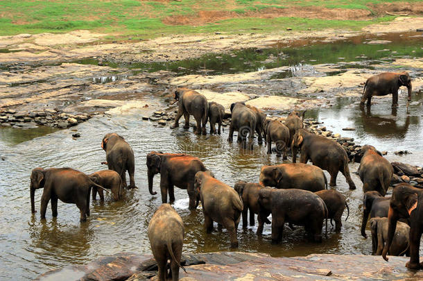一大群棕色大象在河里洗澡