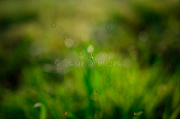 <strong>清新</strong>的晨露在春草上，自然的背景-特写