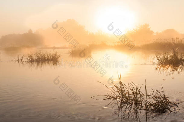 波利斯的一条Teterev河上有雾的日出