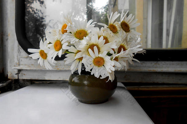 雏菊花束在窗户上的陶瓷花瓶里