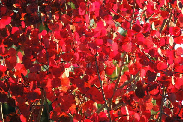 秋天红叶和树枝，季节：秋天