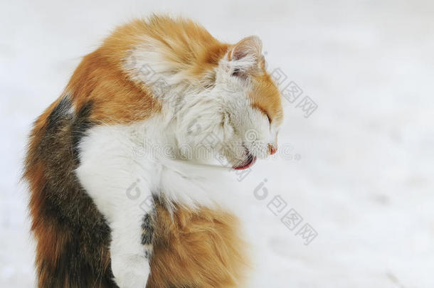 美丽的毛茸茸的猫仔细地洗她的长发舌头