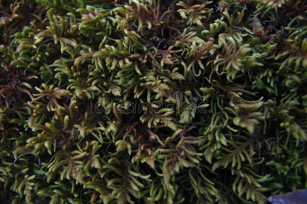 绿色苔藓植被特写