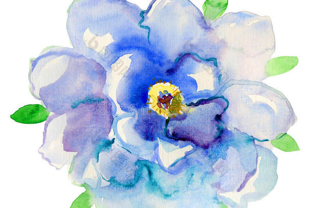 蓝色的花。 水彩花卉插图。 花卉装饰元素。