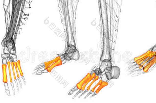 解剖骨头脚健康人类
