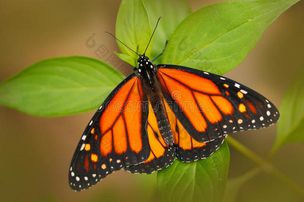 美丽的蝴<strong>蝶变</strong>质在自然栖息地，来自哥斯达黎加。 绿色森林里的蝴<strong>蝶</strong>。 很好的昆虫坐在上面