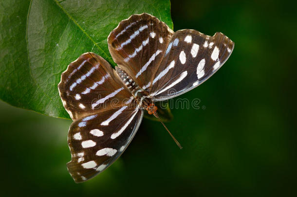 美丽的蝴蝶变质在自然栖息地，来自哥斯达黎加。 绿色森林里的蝴蝶。 很好的昆虫坐在上面