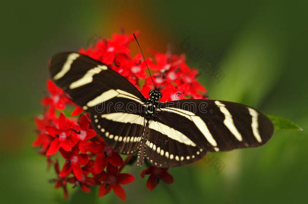 美丽的蝴<strong>蝶变</strong>质在自然栖息地，来自哥斯达黎加。 绿色森林里的蝴<strong>蝶</strong>。 很好的昆虫坐在上面