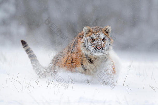 在雪地里奔跑的东北虎。野生冬季的老虎。危险动物的野生动植物场景。俄罗斯塔吉加寒冷的冬天