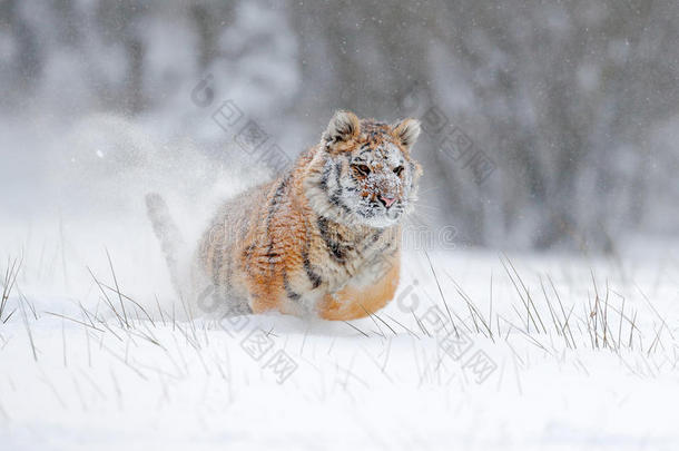 阿穆尔虎在雪地里奔跑。 与危险动物一起行动野生动物现场。 俄罗斯塔贾的寒冷冬天。 雪花有美丽的S
